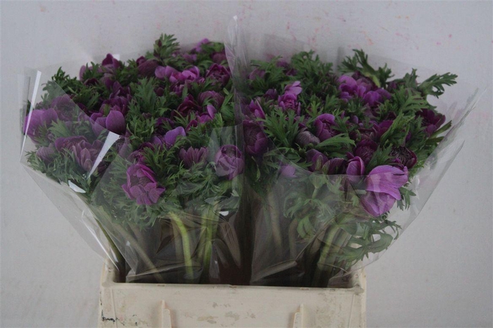 <h4>Anem Levante Orchid</h4>