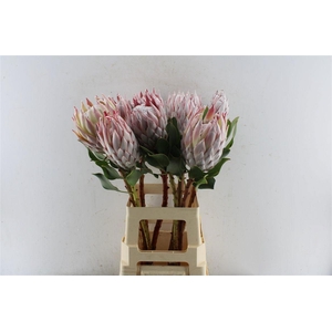 PROTEA CYNAROIDES