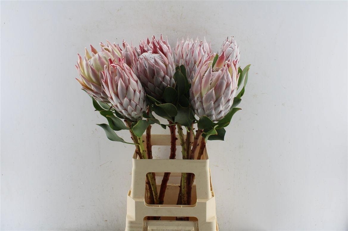 <h4>PROTEA CYNAROIDES</h4>