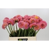 Dahlia Pink Runner