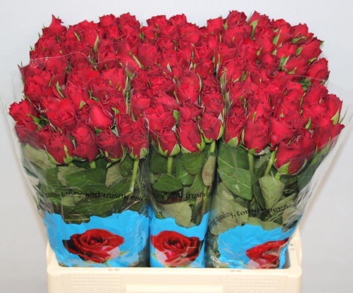 <h4>R GR UPPER CLASS</h4>