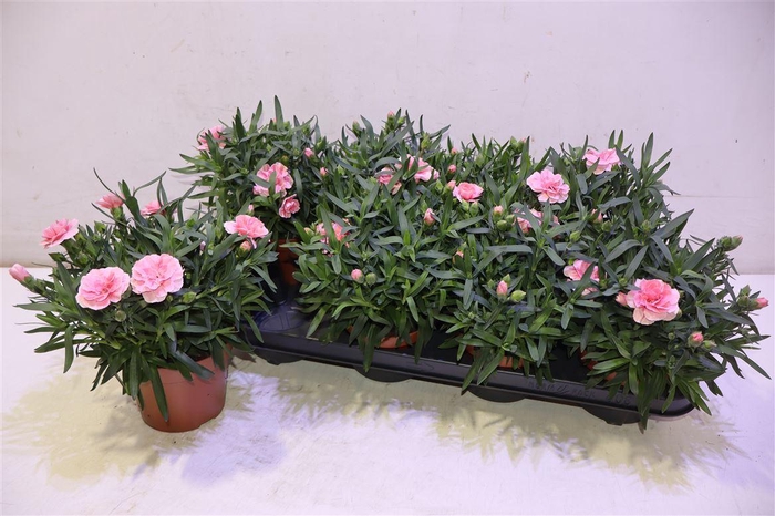 <h4>Dian Osc Pink</h4>