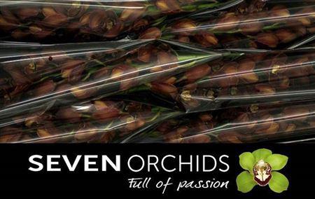 <h4>Cymb T Orange County</h4>