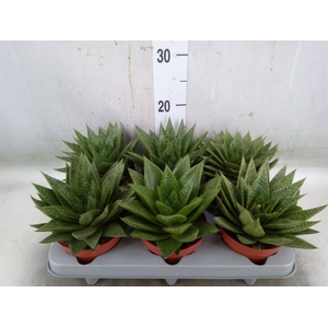 Gasteria