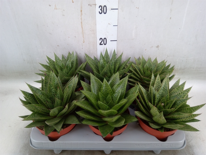 <h4>Gasteria</h4>
