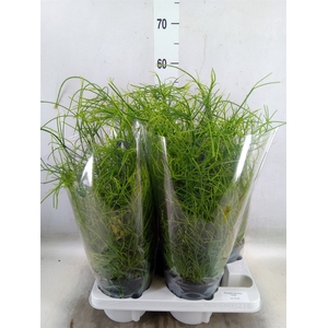 Rhipsalis baccifera 'Oasis'