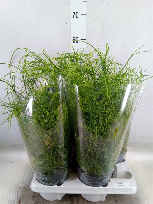 <h4>Rhipsalis baccifera 'Oasis'</h4>