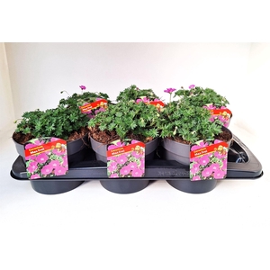 Geranium sang. 'Max Frei'