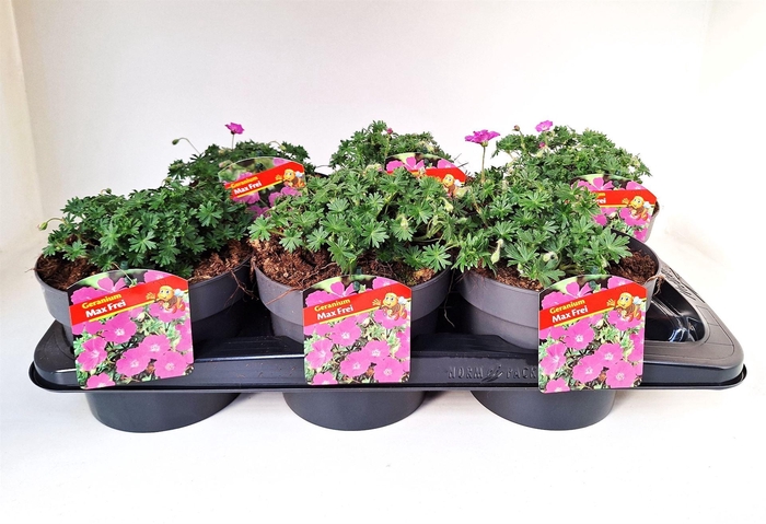 <h4>Geranium sang. 'Max Frei'</h4>