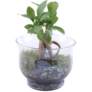 Ficus m. Ginseng Ø06cm in Glass Tulip Vase Ø16cm