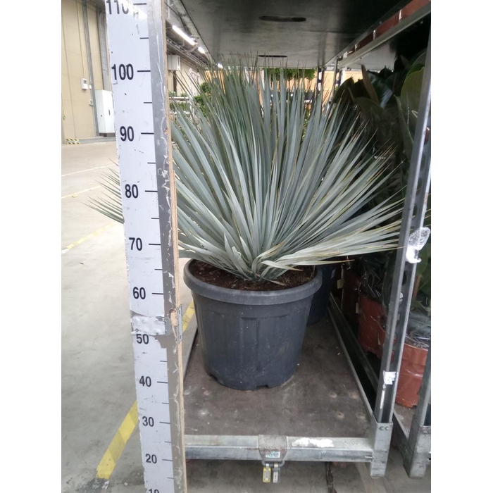 <h4>Yucca rostrata</h4>