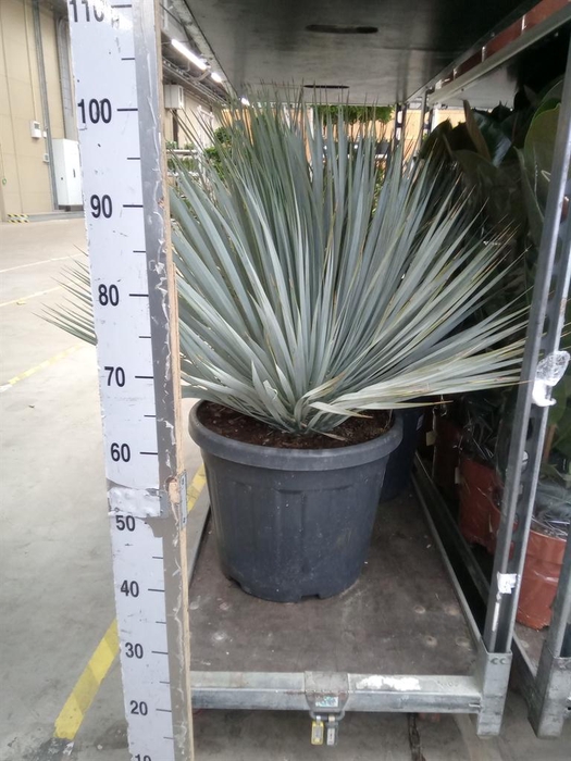 <h4>Yucca rostrata</h4>