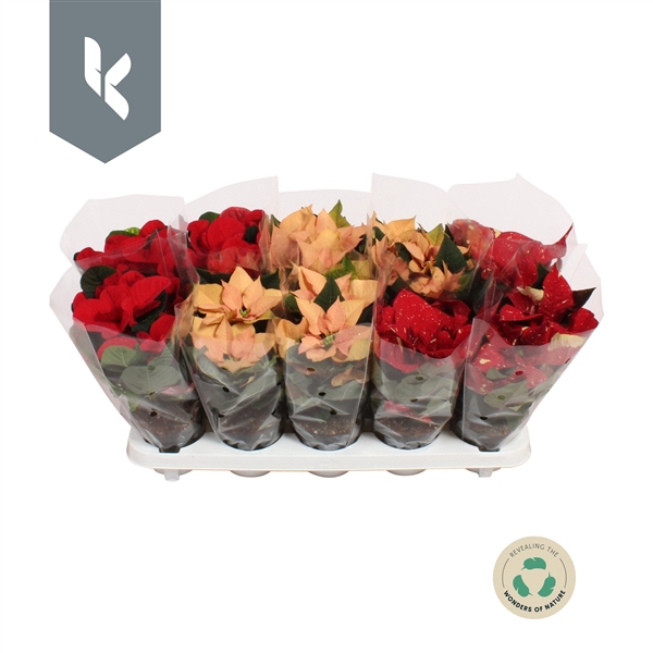 <h4>Poinsettia Specials mix tray, 3 kleuren mix</h4>