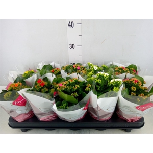 Kalanchoe blos.   ..mix 6