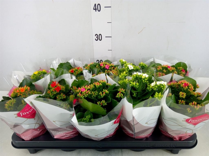 <h4>Kalanchoe blos.   ..mix 6</h4>