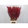 Bromelia Red Paloma