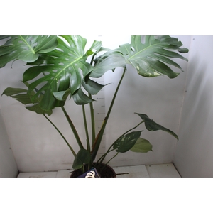 MONSTERA THAI CONSTELLATION P23