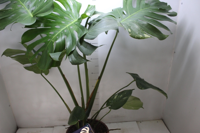 <h4>MONSTERA THAI CONSTELLATION P23</h4>