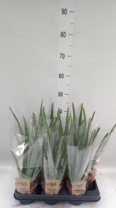 <h4>Aloe vera</h4>
