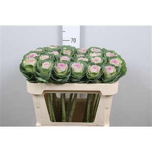 Brass Crane Bicolour