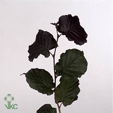 Coryl Max Purpurea