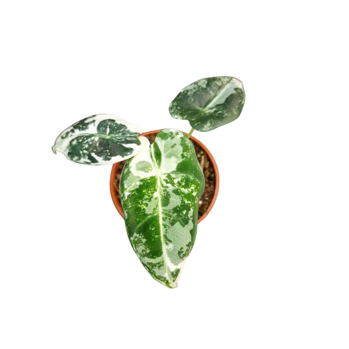 Alocasia