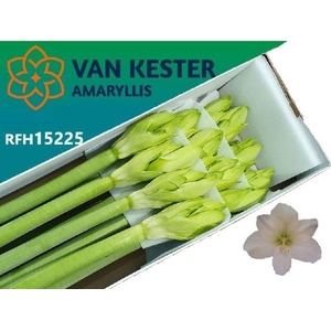 AMARYLLIS CASABLANCA HIPP GA CASABL