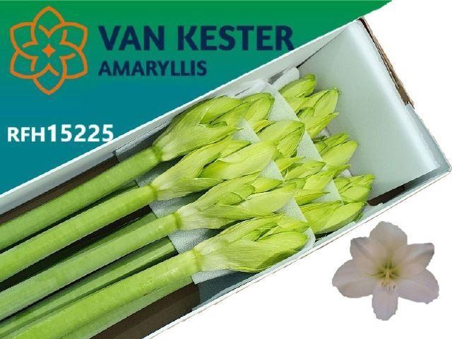 <h4>AMARYLLIS CASABLANCA HIPP GA CASABL</h4>