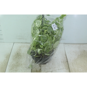 PEPEROMIA SCANDENS C21
