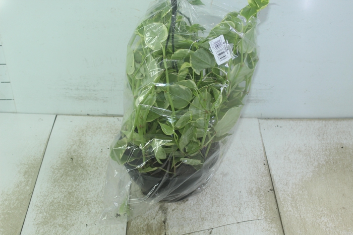 <h4>PEPEROMIA SCANDENS C21</h4>