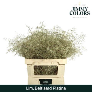 Lim Bel L90 Metallic platina