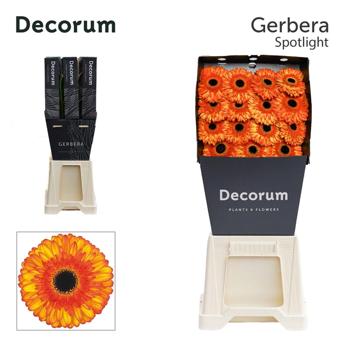 <h4>Gerbera Spotlight Diamond</h4>