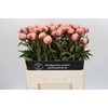 Paeonia Albert Crousse