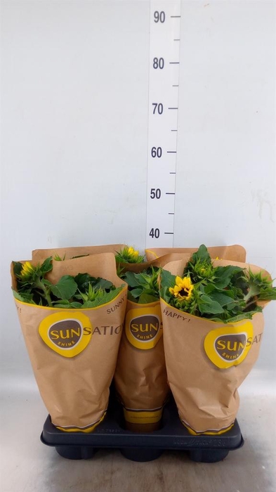 <h4>Helianthus an. 'Sunsation'</h4>