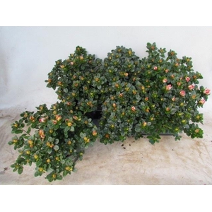 RHODO SI SACHSENSTER