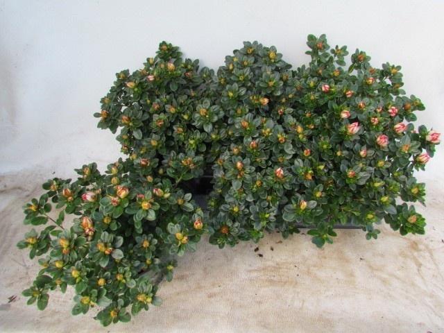 <h4>RHODO SI SACHSENSTER</h4>