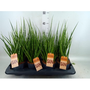 Sansevieria cyl.  ...
