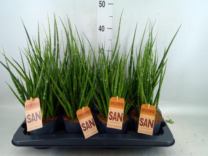 <h4>Sansevieria cyl.  ...</h4>