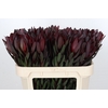 Leucadendron Saf Sunset Dark R.