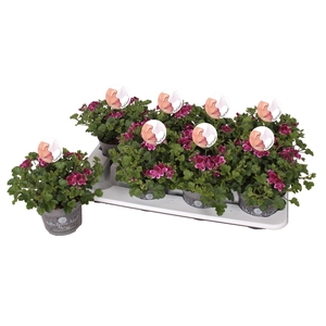 Pelargonium Pelargonium Grandifloru