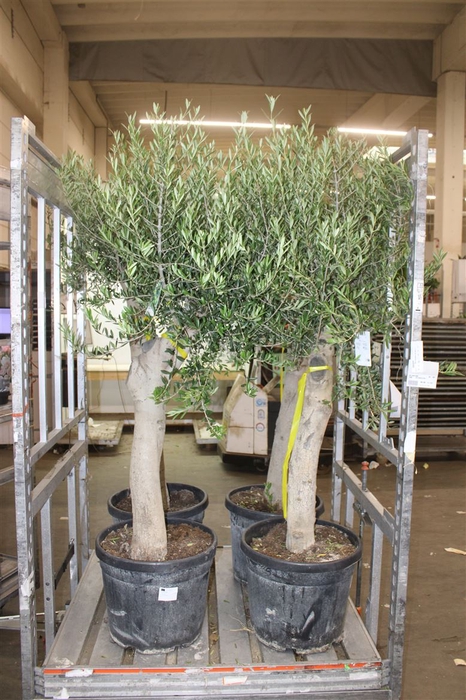 <h4>Olea Europaea Op Stam X</h4>