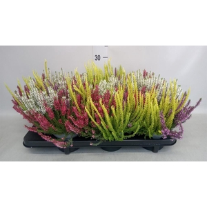 Calluna vulg. 'Beauty L Quattro'