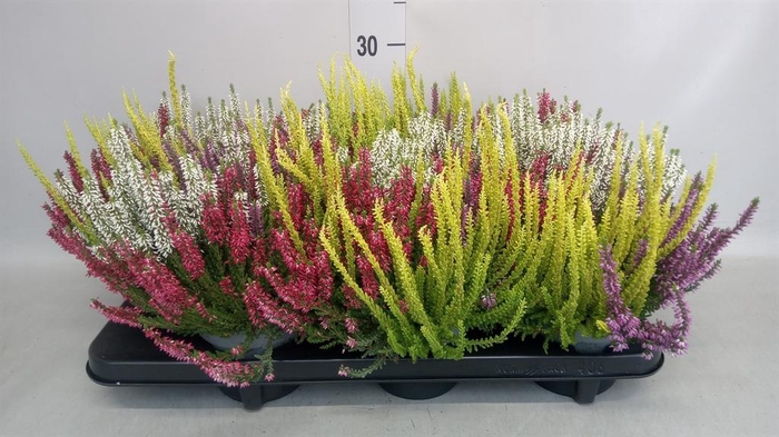 <h4>Calluna vulg. 'Beauty L Quattro'</h4>