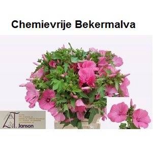 LAVATERA OV