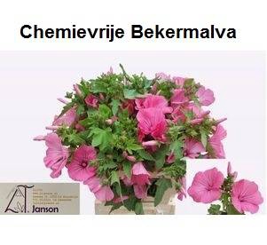 <h4>LAVATERA OV</h4>