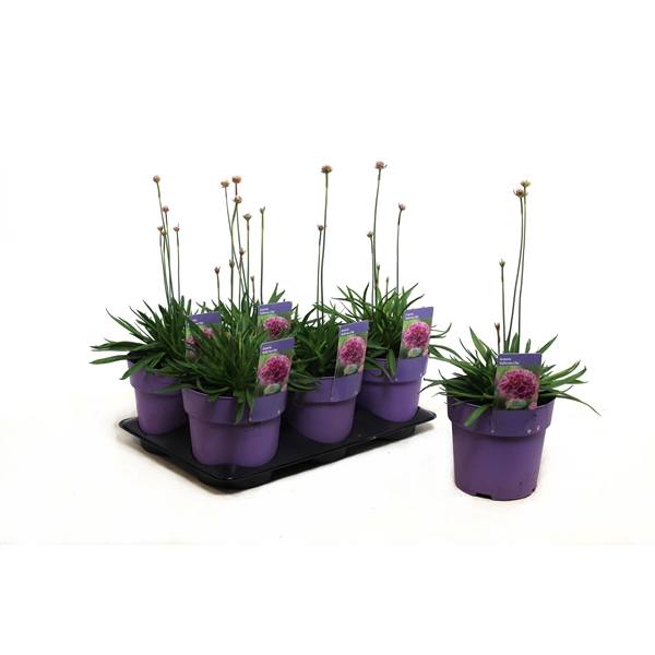 <h4>Armeria Ballerina Lilac</h4>