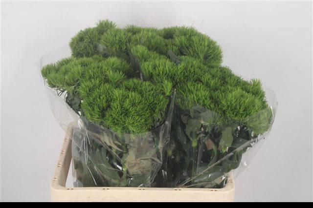 <h4>DI BARB KIWI MELLOW</h4>