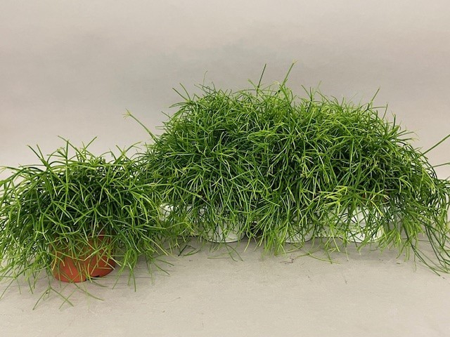 RHIPSALIS CASSUTHA