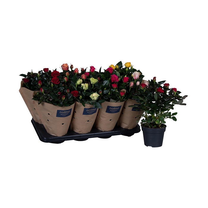 <h4>Nolina Roses Ø 13 cm Mix Paper sleeve</h4>