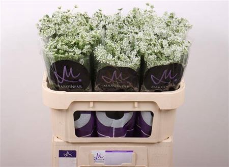 <h4>Ammi Majus Graceland</h4>